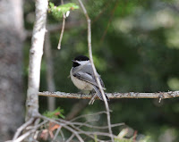 Adorable Black-capped Chickadee