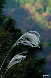 DSC01432.JPG