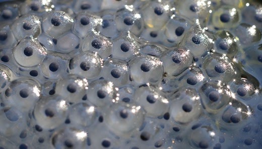 Frogspawn .. 16.03.2014 close-up