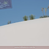 Flores da areia - White Sand Park -perto de Carlsbad, NM
