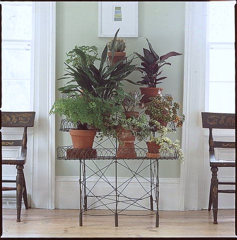Plants and flowers inject life into one's home.