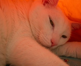 [image%255B4%255D.png]