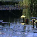 Nachtblühende Seerose © Foto: Marco Penzel | Outback Africa Erlebnisreisen