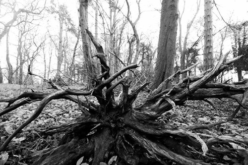 Roots