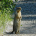Columbian.ground.squirrel.dscn4670