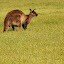 A Black Kangaroo On Kangaroo Island - Adelaide, Australia