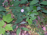 boy_scout_camping_troop_24_june_2008_041_20090329_1065533549.jpg