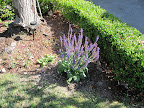 butterfly attracting purple thing