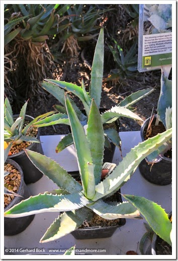 141011_RBG_007_Agave-marmorata