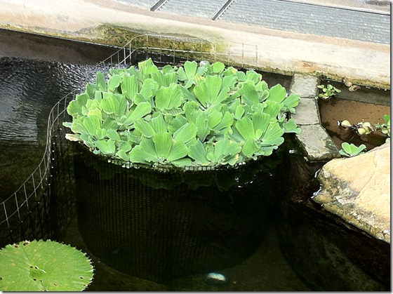 Nettings to protect the roots of the floating water lettuce