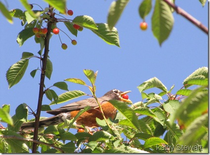 Robin with cherry