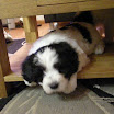 puppen 6 weken 003.jpg