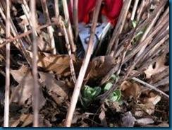 sedum coming back to life sedum coming back to life