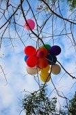 [12058283-balloons-on-the-tree-top-1%255B8%255D.jpg]