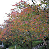 DSC_0233.JPG