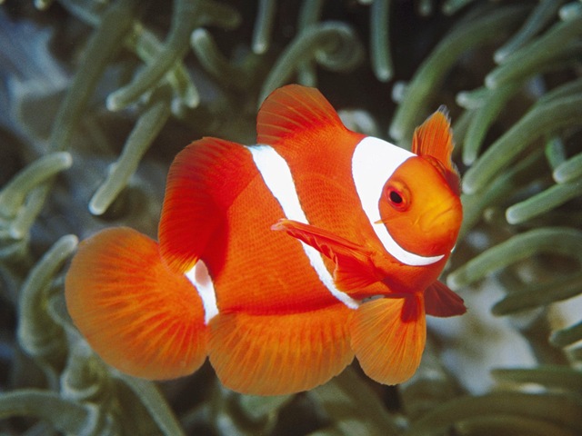 [white-and-orange-fish-wallpapers_11723_1600x1200%255B3%255D.jpg]
