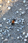 I think I've stumbled upon a woolly bear caterpillar!