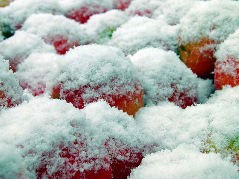 [pink-ladies-snow%255B3%255D.jpg]