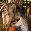 294 Day 2 Tom Flanagan milking cow.jpg