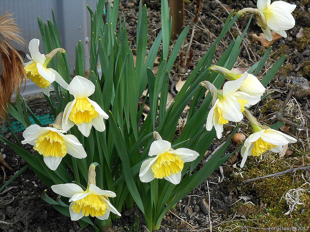 [Aspen_Smelling_Daffodils%255B9%255D.jpg]