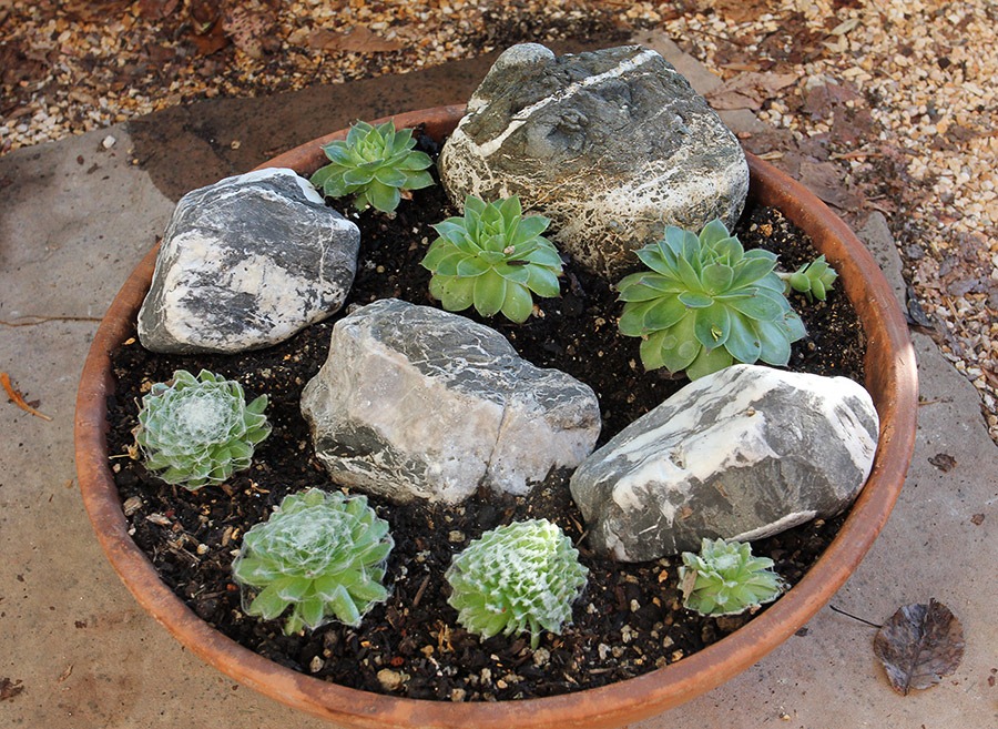 [110828_new-sempervivum-bowl_04%255B3%255D.jpg]