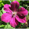 03 clematis_04.jpg