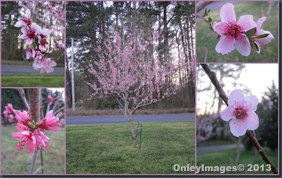 peach blossoms collage