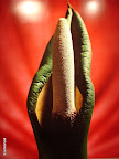 Sala de la colección permanente. Alejandro Kuropatwa, Fotografía de la Serie Flores, 2002 .Gentileza: Museo Franklin Rawson.