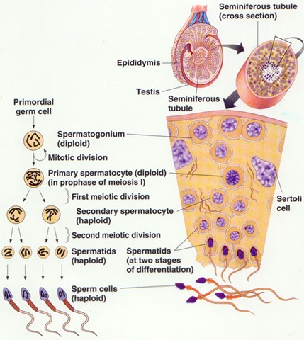 [spermatogenesis6.jpg]