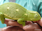 Okavangodelta