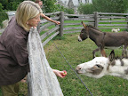 Anthony - watch that muscular arm on the electric wire and watch your fingers, too!  Those donkeys have some mean chompers!