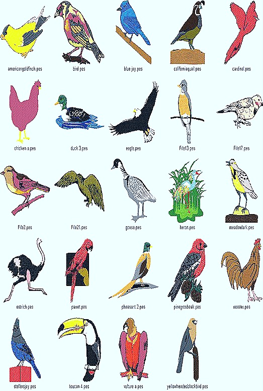 birds-aves-types