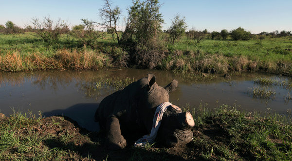 A white rhino after it was dehorned at the ranch of John Hume, a South African entrepreneur who now owns more than 800 rhinos, with names like Curly, Titan, Hillary, and Pinocchio, and has amassed a 2,000-pound mountain of horn worth millions of dollars. Joao Silva / The New York Times