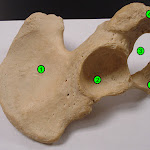 pelvis01.jpg
