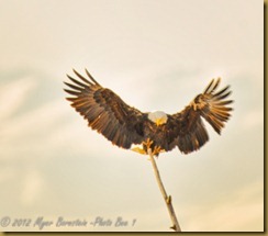 Bald Eagle landing Bald Eagle landing