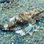Dragon seamoth (Lembeh Strait)