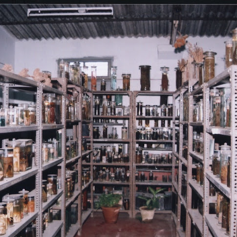 Botany-Museum.jpg