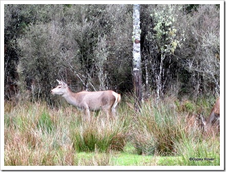 Once deemed to be a pest now succesfully farmed for export venison.