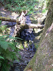 california_sequoia