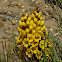 Cistanche
