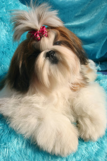 JUST SO CHIC FROM AUDREYS PARADIS