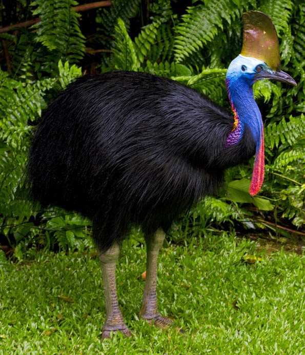 [Amazing%2520Animal%2520Pictures%2520The%2520cassowary%2520%25285%2529%255B5%255D.jpg]