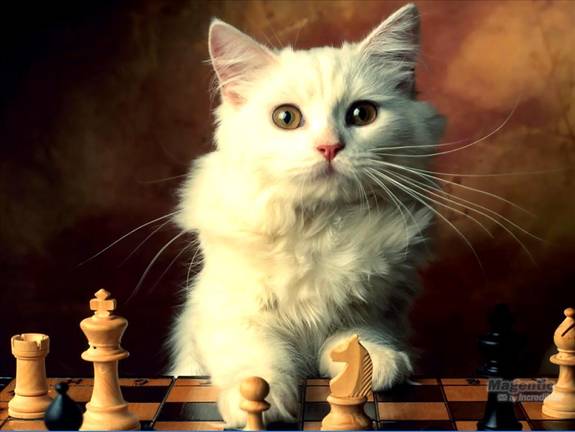 Image Dimension: 512x385 :: I am love these Cats I am love these Cats