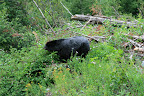 glacier_national_park_-_2009
