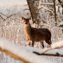 Red Deer