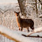 Red Deer
