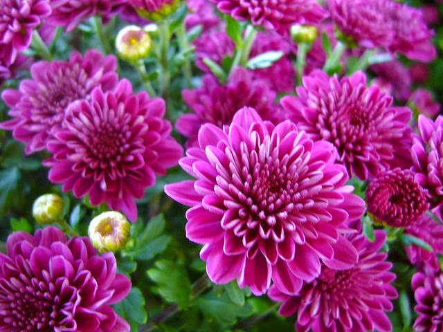 [Chrysanthemums14.jpg]