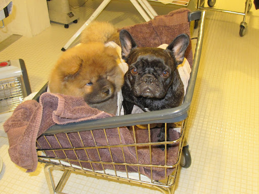 Franny, is it scary having a bath?  You sure smell better now, so I guess it can't be all that bad.