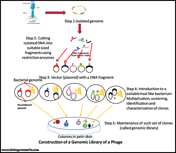 Construction of genomic library