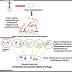 biology exams 4 u genomic library definition and steps in dna library